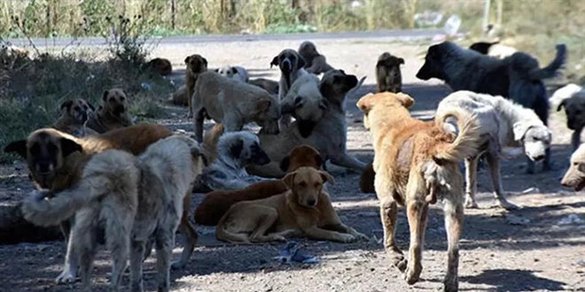 Sokak Köpekleri